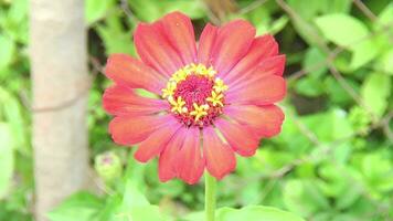 flor roja en el jardin video