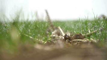 a closeup of a green grass with a blurred background video
