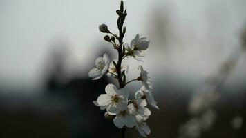 prachtige bloemen in de tuin video