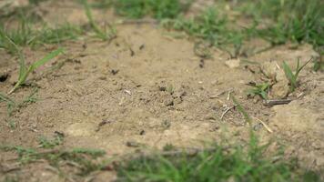 a small garden of the house and ants on soil video