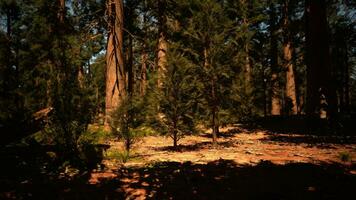 séquoia nationale parc dans Californie video