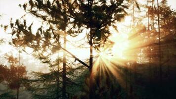 Sonnenstrahlen Streaming durch das Kiefer Bäume video