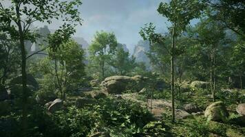A forest filled with lots of trees and rocks video