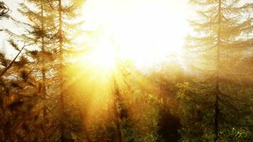 luce del sole streaming attraverso il alberi nel un' pittoresco foresta video