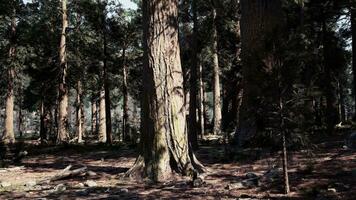 uma denso floresta com alta árvores e luz solar filtrando através a folhas video
