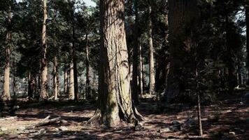 A dense forest with tall trees and sunlight filtering through the leaves video