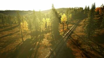 Weathered railroad tracks running through a dense pine forest at sundown video