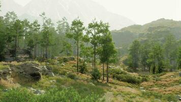 un' lussureggiante, verde foresta con alto alberi e vivace fogliame video