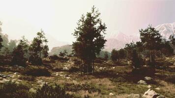 un' sereno erboso campo con alberi e rocce nel il primo piano video