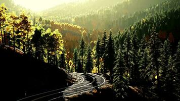 An empty road winding through a beautiful forest at sunset video