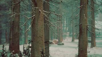 spruces covered with white fluffy snow video