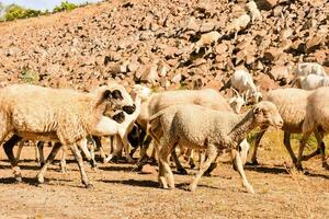 a herd of sheep walking on a dirt road photo