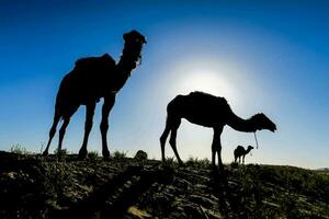 three camels are silhouetted against the sun photo