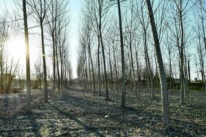 a row of bare trees in the sun photo