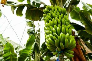 un manojo de bananas colgando desde un árbol foto