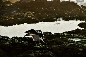 a seagull is landing on rocks near the water photo