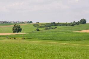 a field with green grass and trees in the distance photo