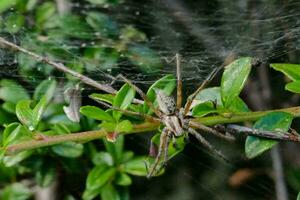 un araña en un planta con hojas foto