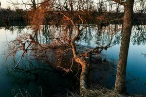 a dead tree is sitting on the edge of a lake photo