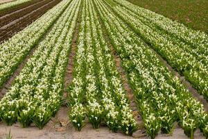 a field of white and green flowers photo