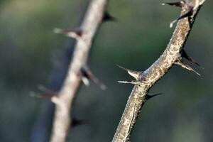 a thorny branch with sharp spikes on it photo