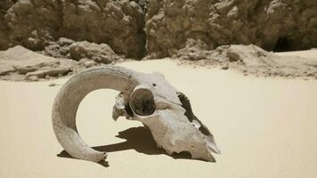 An animal skull on a beach with a rock in the background video