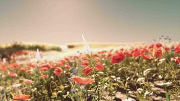 ein beschwingt Feld von bunt Blumen im voll blühen video