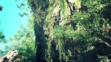 une luxuriant vert forêt rempli avec beaucoup de des arbres video