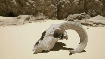 An animal skull on a beach with a rock in the background video