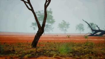 un solitario árbol en pie en un abierto campo video