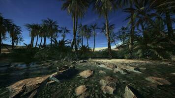 heiter Fluss fließend durch ein tropisch Oase mit üppig Palme Bäume video