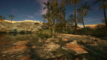 A serene river landscape with lush palm trees video