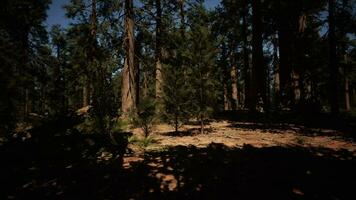 sequoia grove bathed in a golden glow video