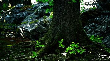 A majestic tree standing tall in the heart of a lush forest video