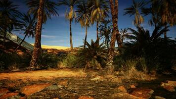 Palme Bäume und Felsen im das Wüste beim Nacht video