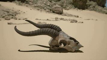 An animal skull with long horns laying in the sand video