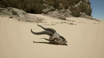 An animal skull laying on a sandy beach video