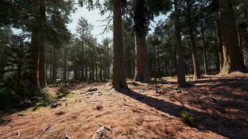 Sunlight streaming through a dense pine forest video