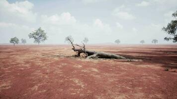 un solitario muerto árbol en pie en un solitario y vacío campo video