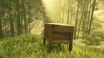 A peaceful wooden bench surrounded by nature in a serene forest setting video