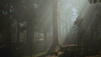 uma denso e enevoado floresta com a abundância do árvores video