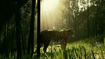 tigre dans une fourré de bambou congelé comme il renifle et écoute pour ses proie video