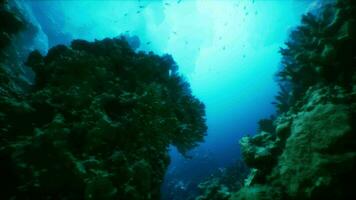 a embaixo da agua Visão do uma coral recife com grande quantidade do peixe video