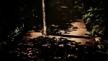 de la selva soleado brillo ilumina un torcido de madera ruta video