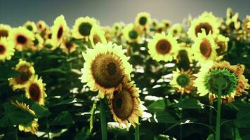 ein beschwingt Feld von Sonnenblumen gegen ein malerisch Himmel Hintergrund video