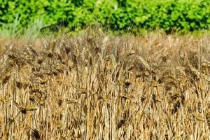 a field of ripe wheat photo