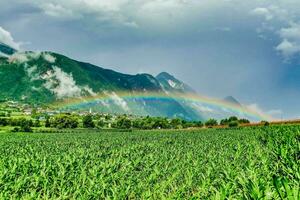 un arco iris en el cielo terminado un maíz campo foto