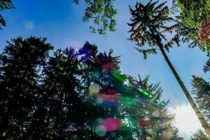 the sun shines through the trees in a forest photo