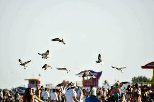 a flock of birds flying over a beach photo