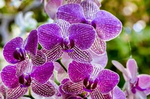 purple orchids are blooming in a garden photo
